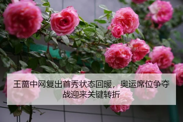 王蔷中网复出首秀状态回暖，奥运席位争夺战迎来关键转折